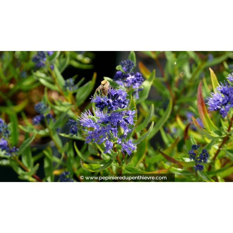 CARYOPTERIS x clandonensis 'Kew Blue' - Été