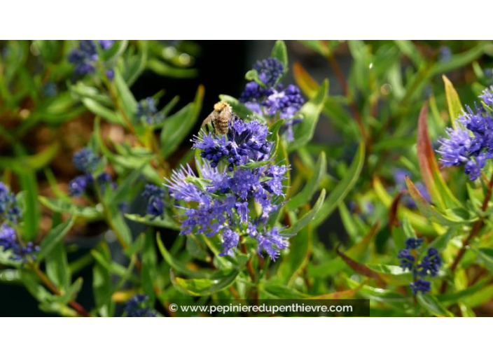 CARYOPTERIS x clandonensis 'Kew Blue' - Été
