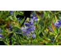 CARYOPTERIS x clandonensis 'Kew Blue' - Été