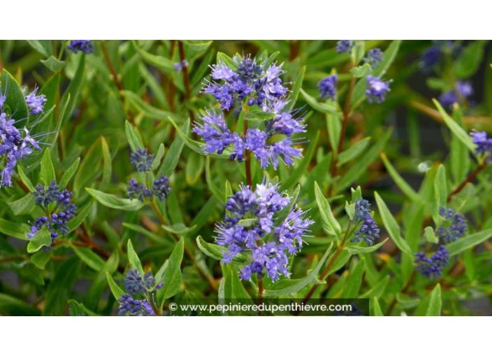 CARYOPTERIS x clandonensis 'Kew Blue' - Été