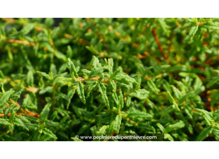 Ciste, CISTUS, persistant, blanc, couvre-sol - Pépinière du Penthièvre Ciste, CISTUS, persistant, blanc, couvre-sol - Pépinière du Penthièvre