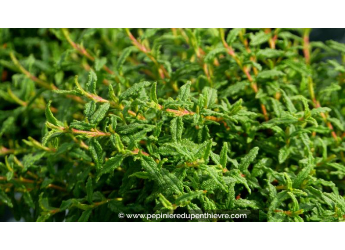 CISTUS florentinus - Été CISTUS florentinus - Été
