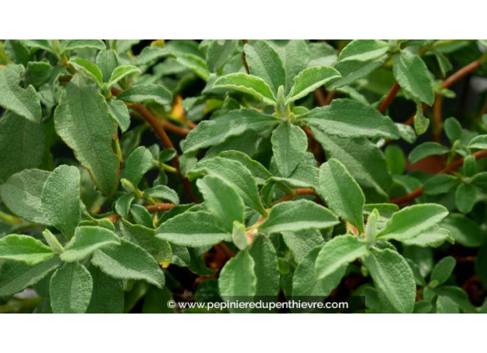 CISTUS parviflorus - Été CISTUS parviflorus - Été