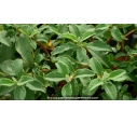 CISTUS parviflorus - Été CISTUS parviflorus - Été