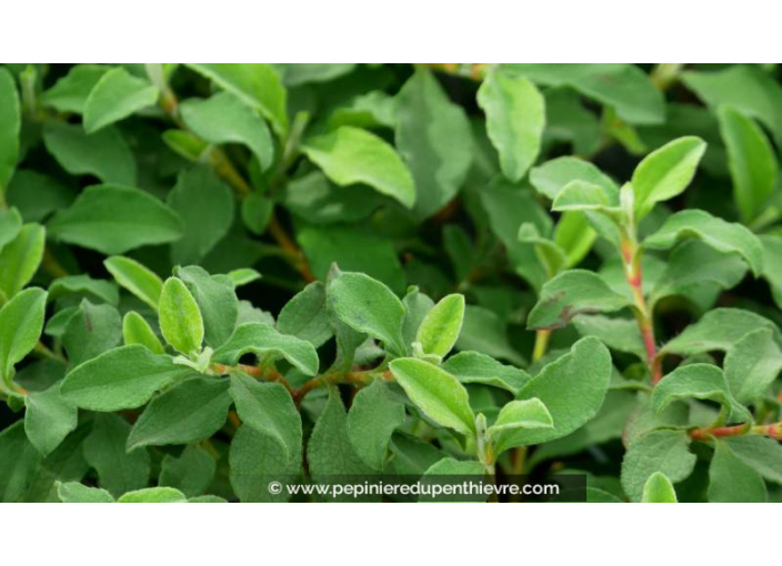CISTUS parviflorus - Été CISTUS parviflorus - Été