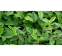 CISTUS parviflorus - Été CISTUS parviflorus - Été