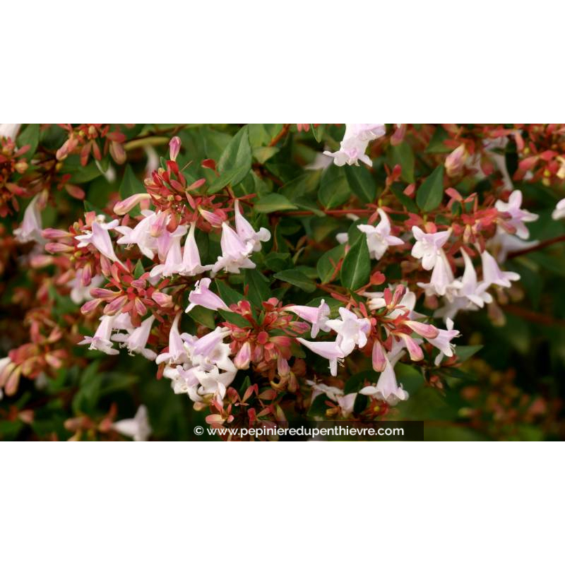 ABELIA x grandiflora