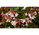 ABELIA x grandiflora