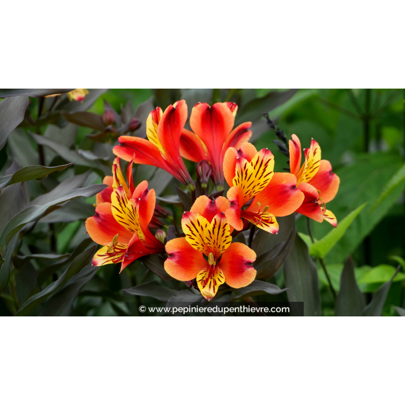 ALSTROEMERIA 'Indian Summer' - Été