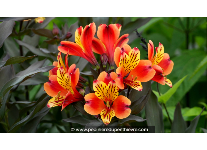 ALSTROEMERIA 'Indian Summer' - Été