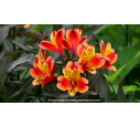 ALSTROEMERIA 'Indian Summer' - Été