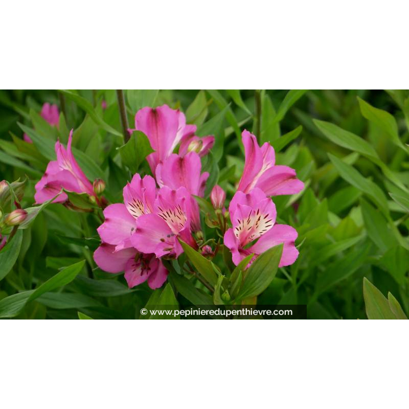 ALSTROEMERIA 'Summer Saint' - Été