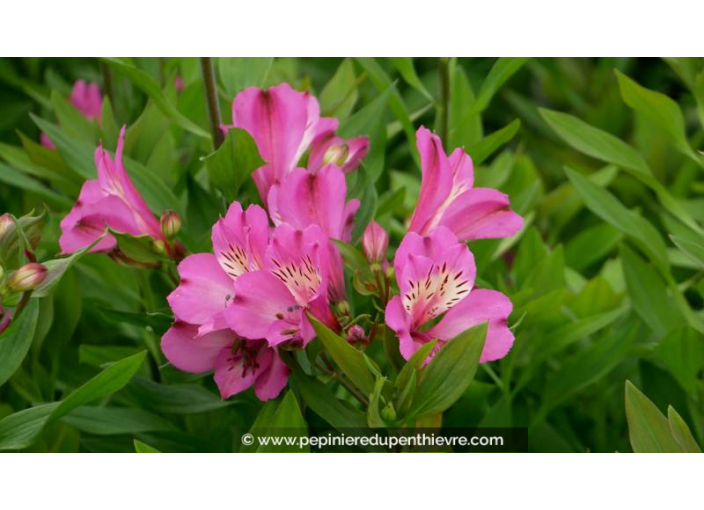ALSTROEMERIA 'Summer Saint' - Été