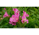 ALSTROEMERIA 'Summer Saint' - Été