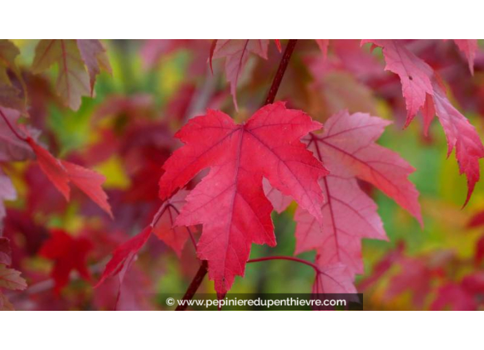ACER x freemanii 'Autumn Blaze' - Automne