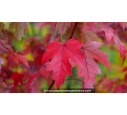 ACER x freemanii 'Autumn Blaze' - Automne