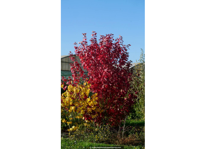 ACER x freemanii 'Autumn Blaze' - Automne