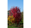ACER x freemanii 'Autumn Blaze' - Automne