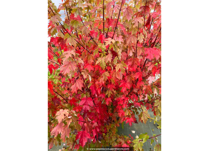 ACER x freemanii 'Autumn Blaze' - Automne