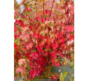 ACER x freemanii 'Autumn Blaze' - Automne