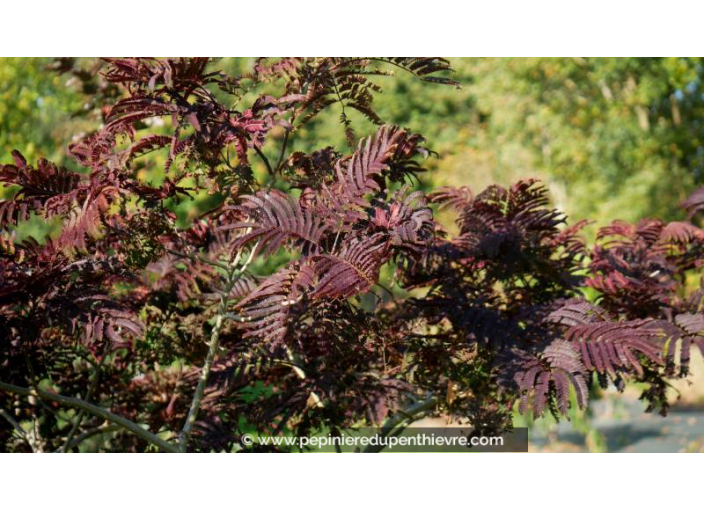 ALBIZIA julibrissin 'Summer Chocolate' - Automne