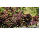ALBIZIA julibrissin 'Summer Chocolate' - Automne