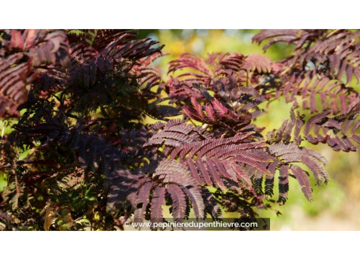 ALBIZIA julibrissin 'Summer Chocolate' - Automne