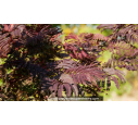 ALBIZIA julibrissin 'Summer Chocolate' - Automne