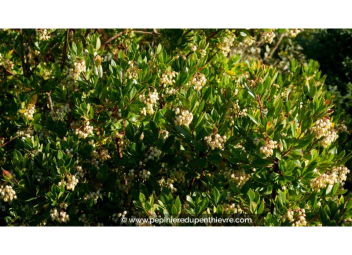 Arbousier, ARBUTUS, fleur blanche, persistant - Pépinière du Penthièvre