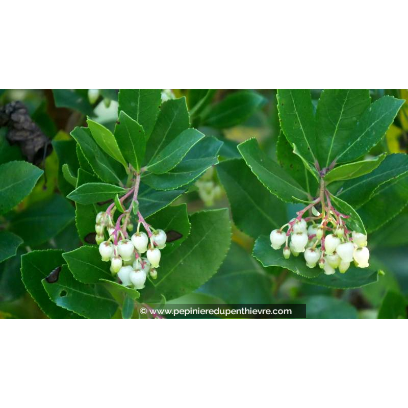 ARBUTUS unedo 'Compacta' - Automne