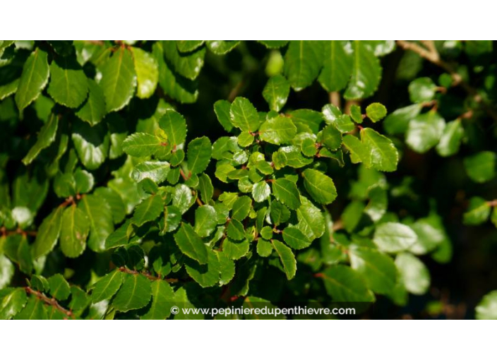 AZARA dentata - Automne