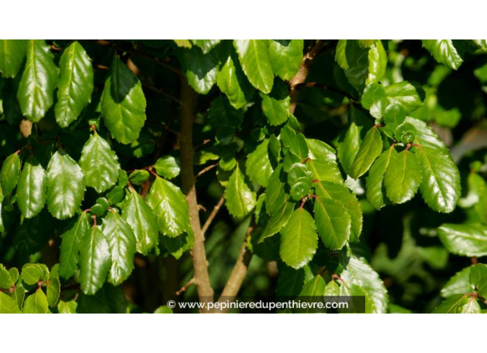 AZARA dentata - Automne