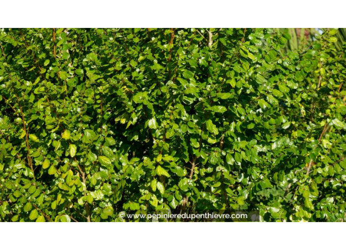 AZARA dentata - Automne