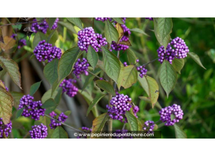 CALLICARPA bodinieri 'Profusion' - Automne