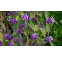 CALLICARPA bodinieri 'Profusion' - Automne