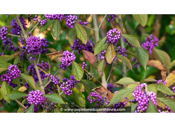 CALLICARPA bodinieri 'Profusion' - Automne
