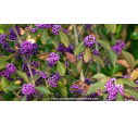 CALLICARPA bodinieri 'Profusion' - Automne
