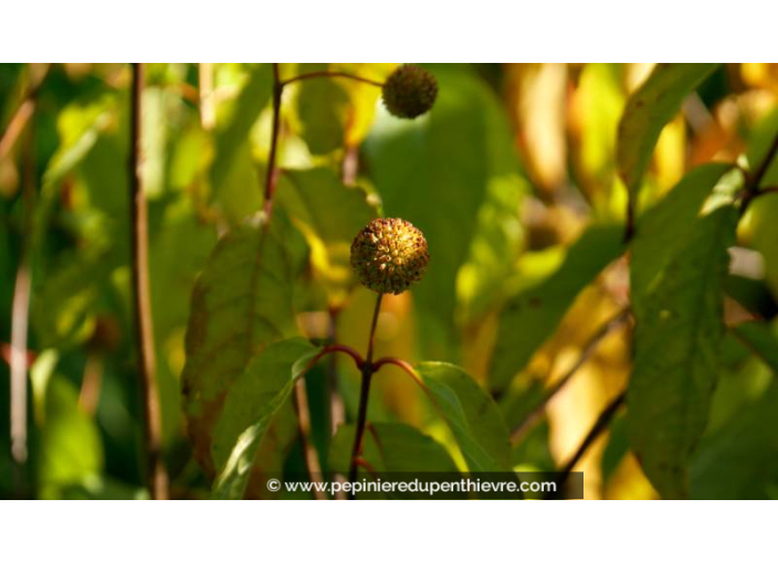 CEPHALANTHUS occidentalis - Automne