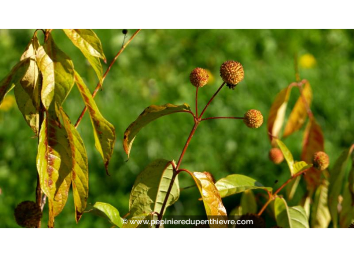 CEPHALANTHUS occidentalis - Automne