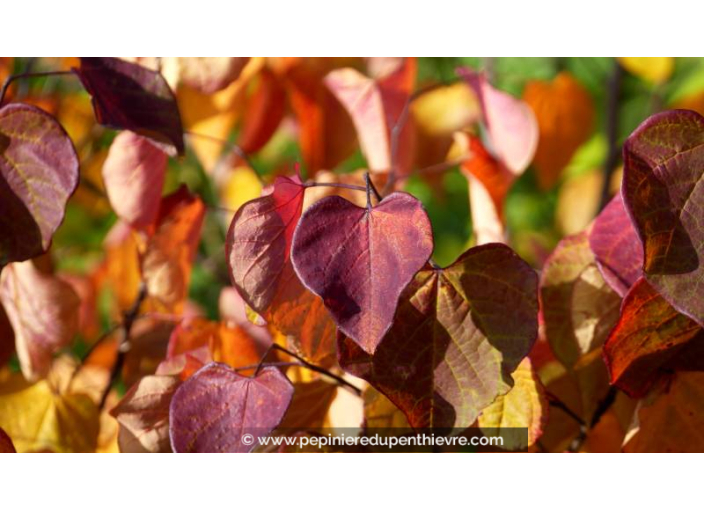 CERCIS canadensis 'Forest Pansy' - Automne