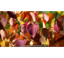 CERCIS canadensis 'Forest Pansy' - Automne