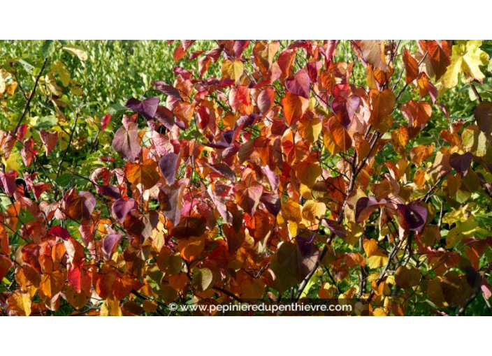 CERCIS canadensis 'Forest Pansy' - Automne
