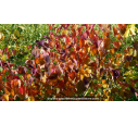 CERCIS canadensis 'Forest Pansy' - Automne