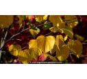 CERCIS chinensis 'Avondale' - Automne