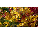 CERCIS chinensis 'Avondale' - Automne