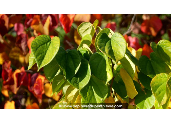 CERCIS chinensis 'Avondale' - Automne