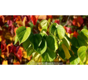 CERCIS chinensis 'Avondale' - Automne