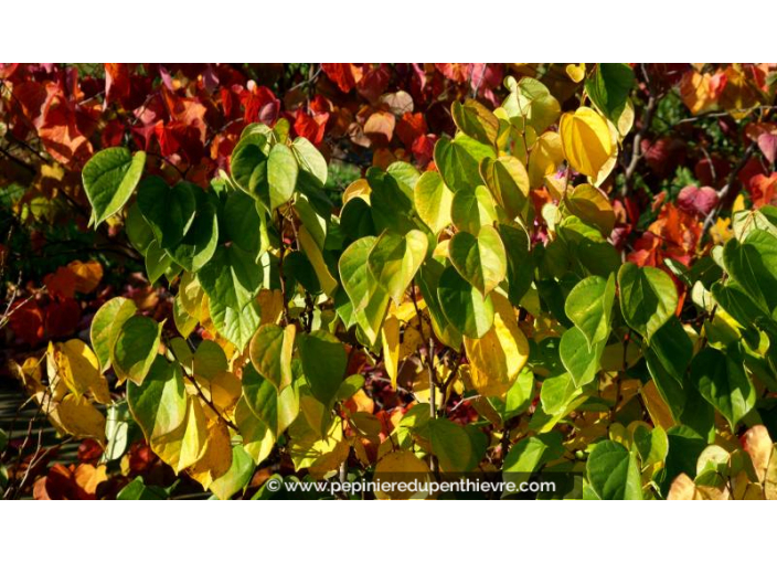 CERCIS chinensis 'Avondale' - Automne