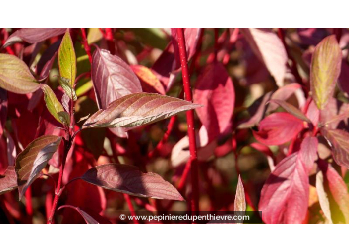 CORNUS alba 'Baton Rouge' - Automne
