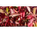 CORNUS alba 'Baton Rouge' - Automne